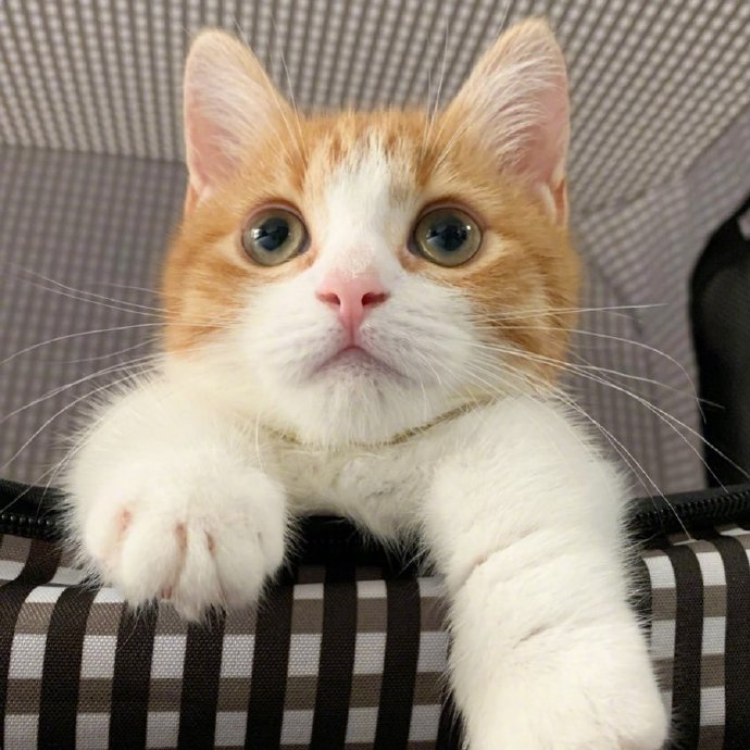 萌宠喵星人图片 乖巧可爱的小猫咪图片