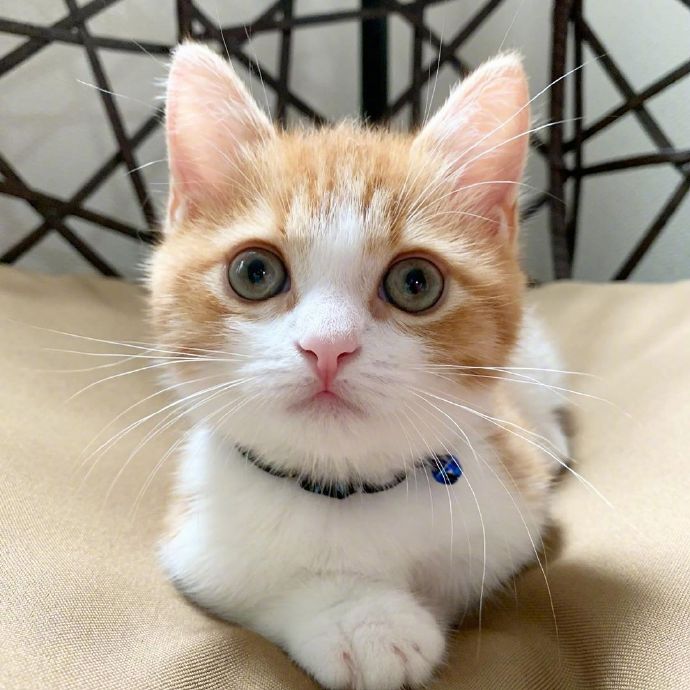 萌宠喵星人图片 乖巧可爱的小猫咪图片