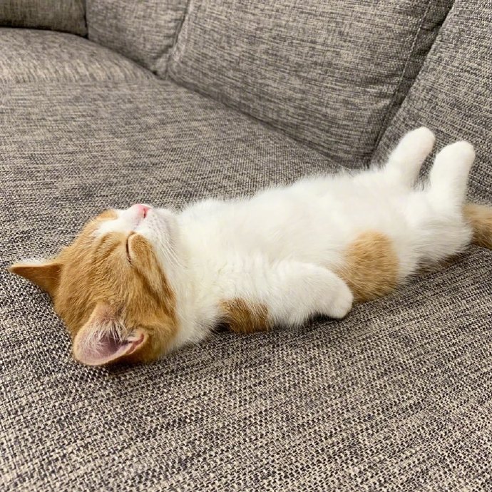 萌宠喵星人图片 乖巧可爱的小猫咪图片