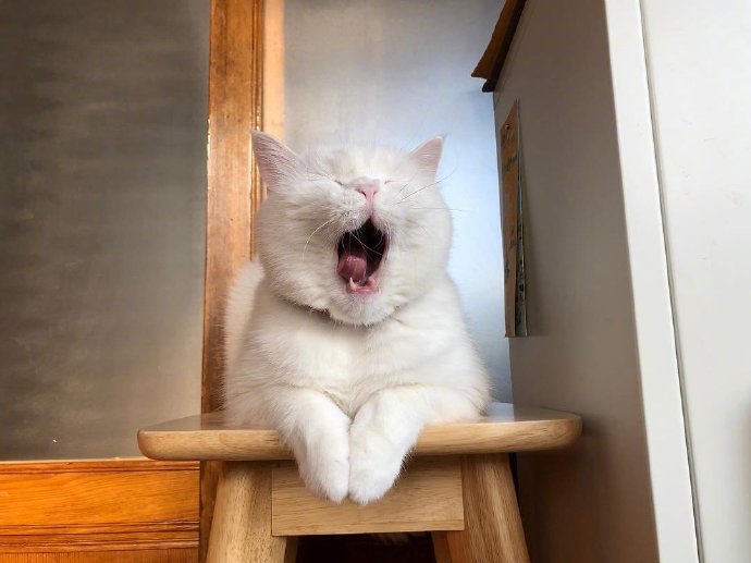 萌宠喵星人图片 白色猫咪的犯困日常图片
