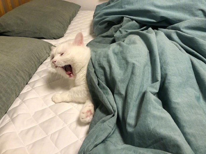 萌宠喵星人图片 白色猫咪的犯困日常图片