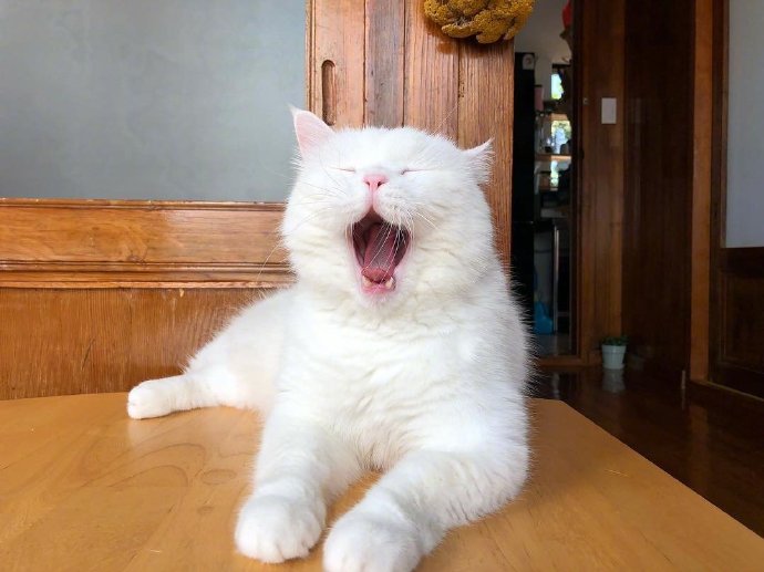 萌宠喵星人图片 白色猫咪的犯困日常图片