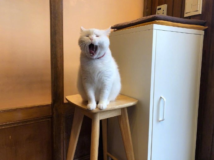 萌宠喵星人图片 白色猫咪的犯困日常图片