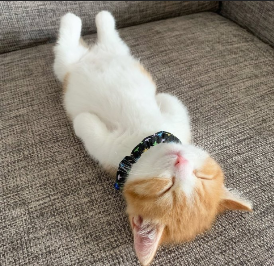 萌宠喵星人图片 一只睡姿极其可爱的小猫咪图片