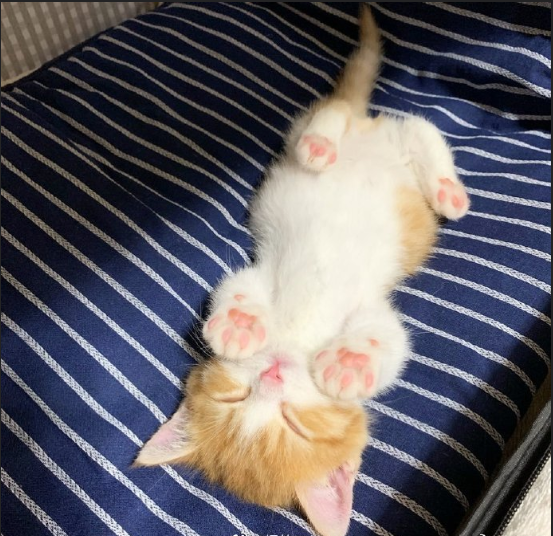 萌宠喵星人图片 一只睡姿极其可爱的小猫咪图片