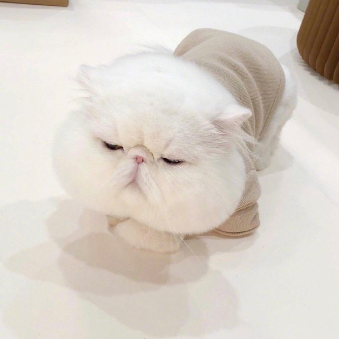 大脸猫咪头像图片
