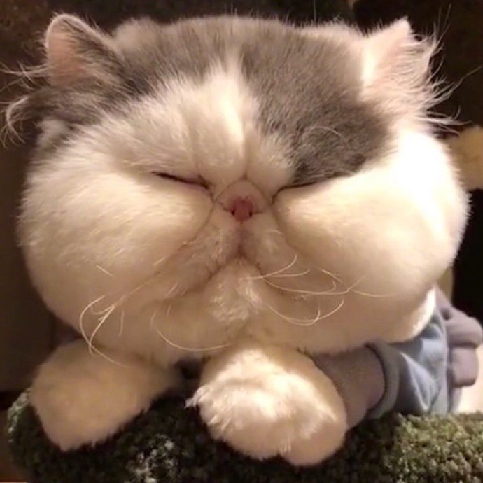 大脸猫咪头像图片