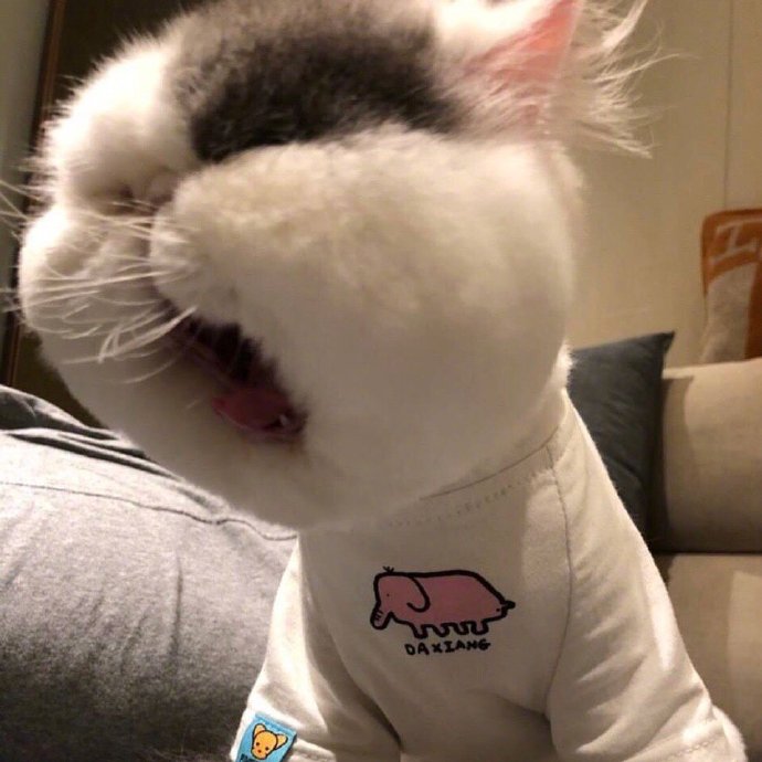 大脸猫咪头像图片