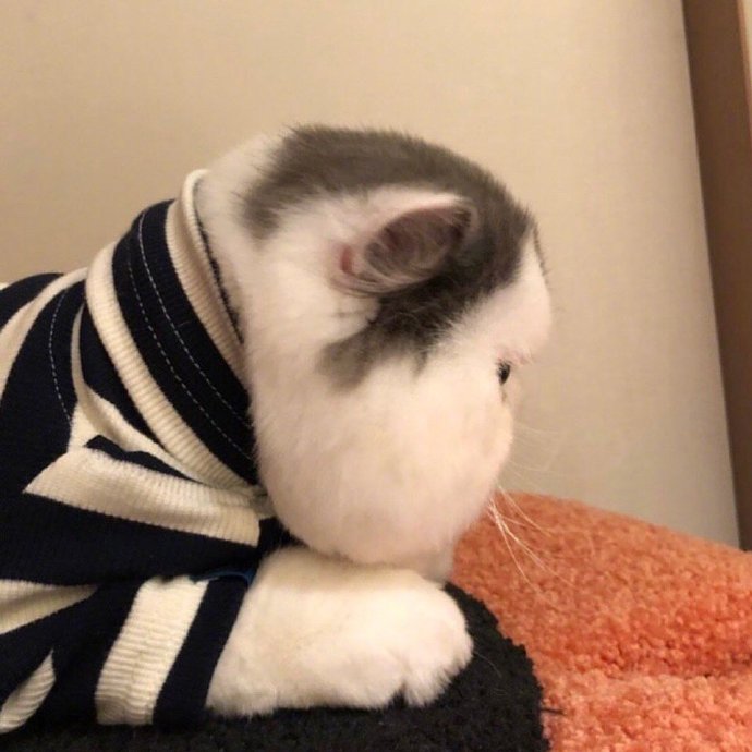 大脸猫咪头像图片