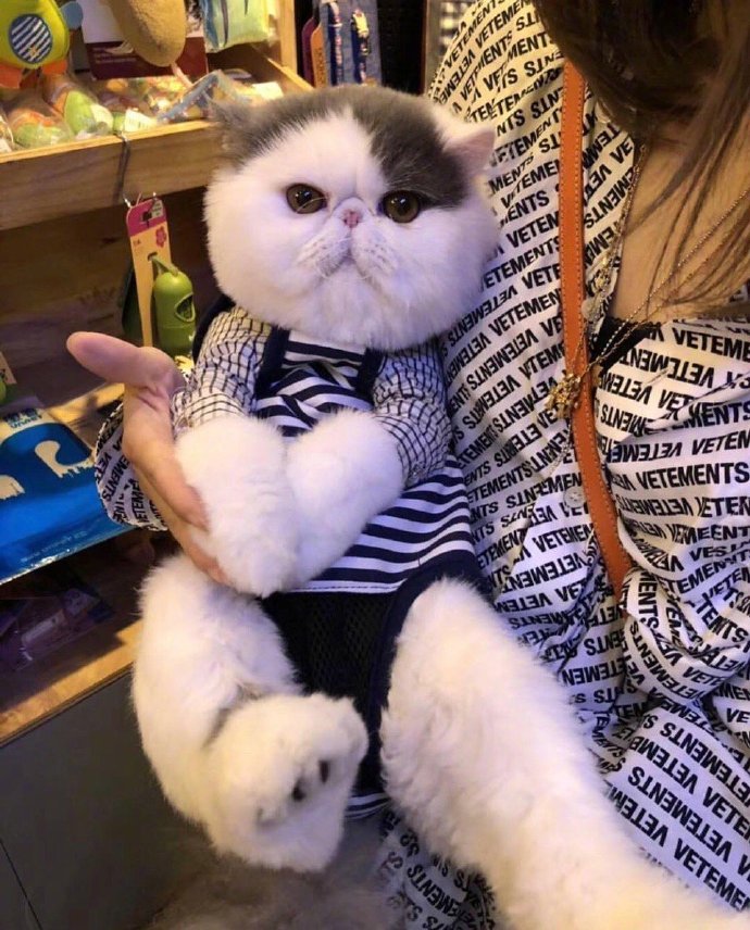 大脸猫咪头像图片