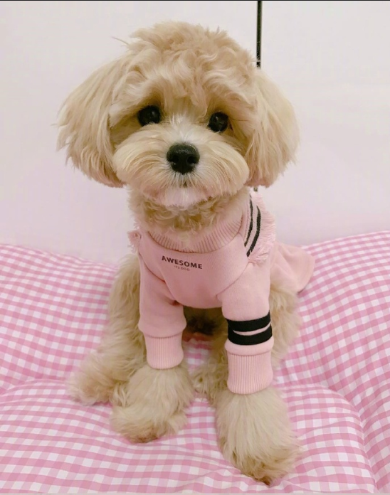 萌宠马尔济斯图片 可爱的马尔济斯犬图片