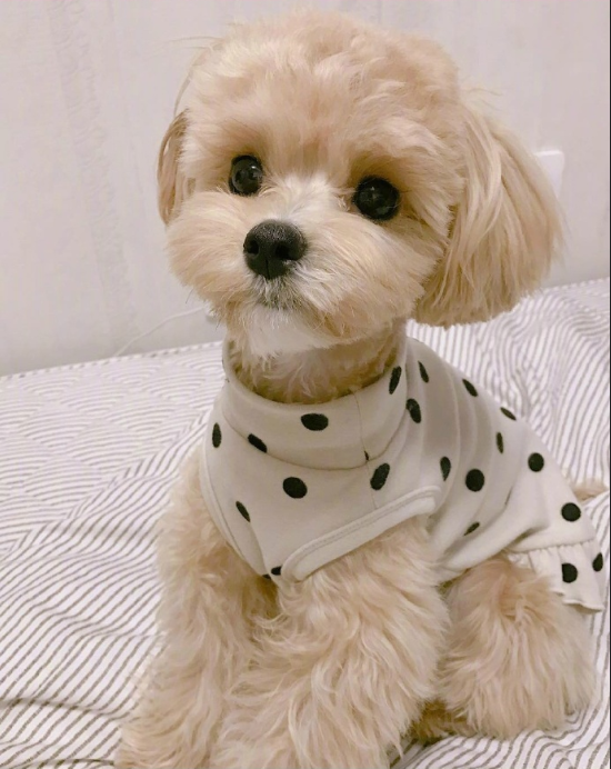 萌宠马尔济斯图片 可爱的马尔济斯犬图片