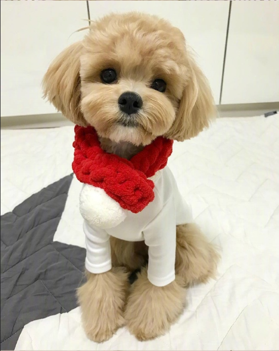 萌宠马尔济斯图片 可爱的马尔济斯犬图片