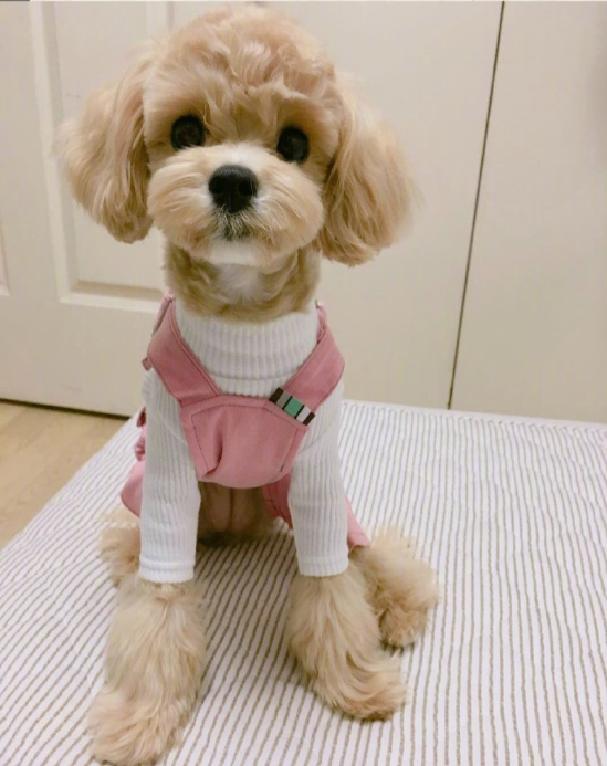 萌宠马尔济斯图片 可爱的马尔济斯犬图片