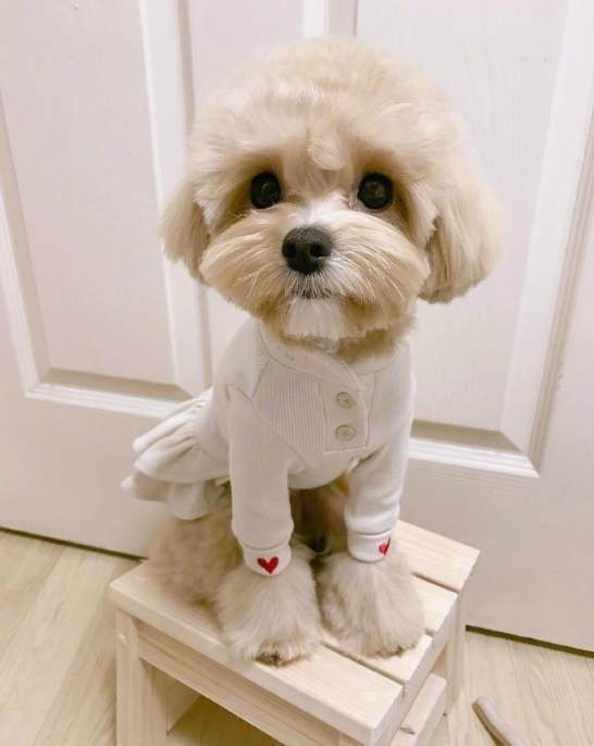 萌宠马尔济斯图片 可爱的马尔济斯犬图片