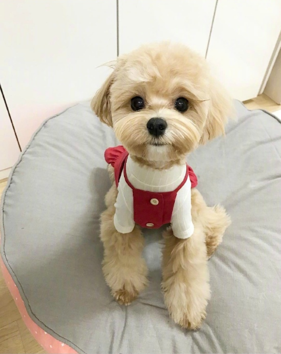 萌宠马尔济斯图片 可爱的马尔济斯犬图片