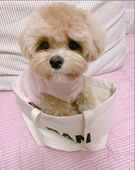 萌宠马尔济斯图片 可爱的马尔济斯犬图片
