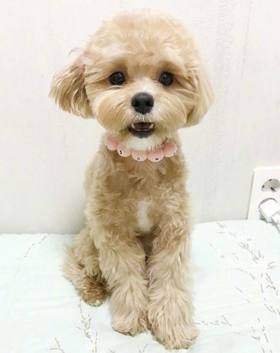 萌宠马尔济斯图片 可爱的马尔济斯犬图片