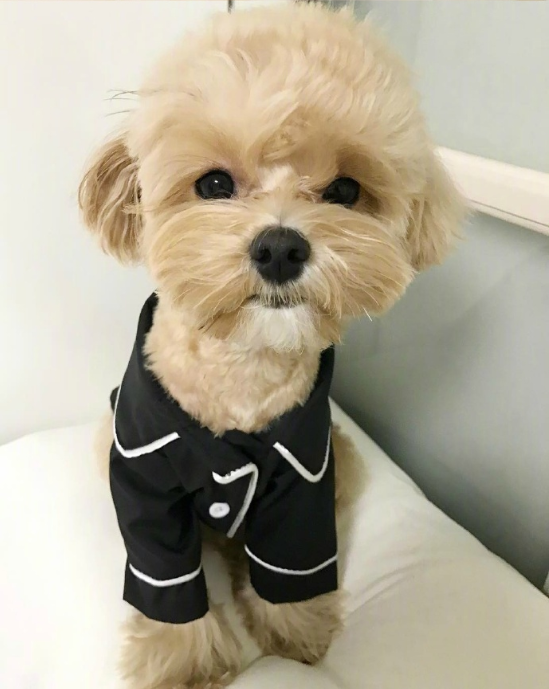 萌宠马尔济斯图片 可爱的马尔济斯犬图片