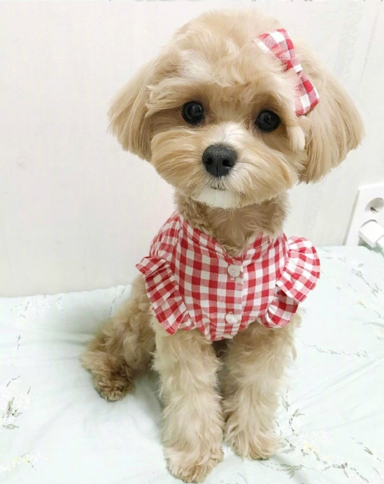 萌宠马尔济斯图片 可爱的马尔济斯犬图片