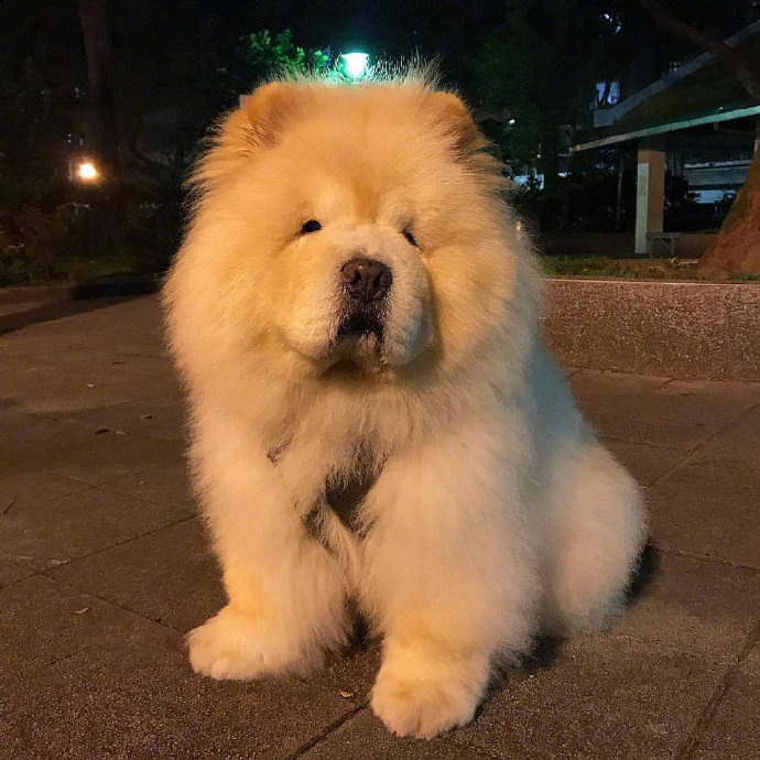 蠢萌蠢萌的萌宠松狮犬图片