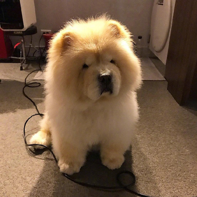 蠢萌蠢萌的萌宠松狮犬图片