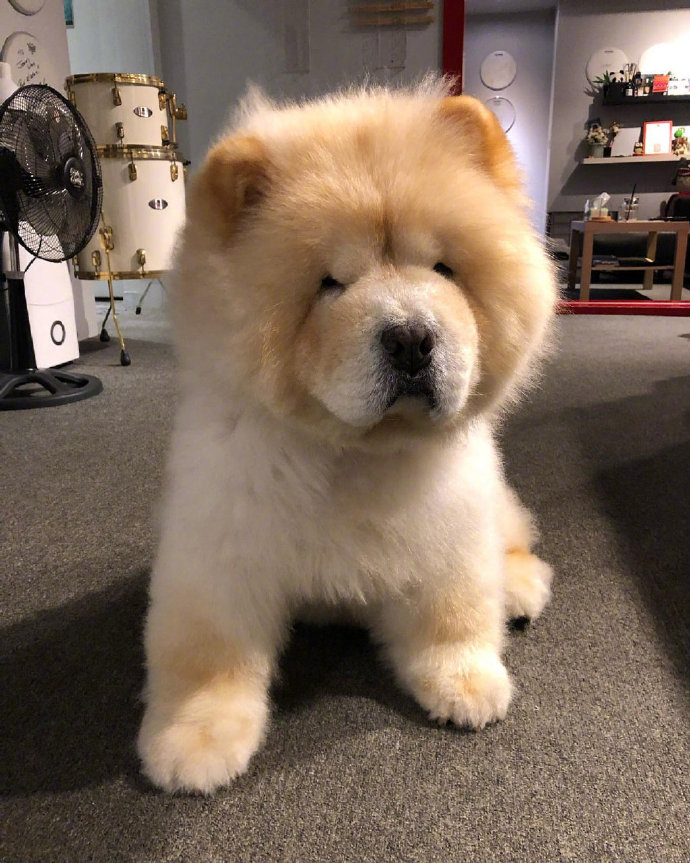 蠢萌蠢萌的萌宠松狮犬图片