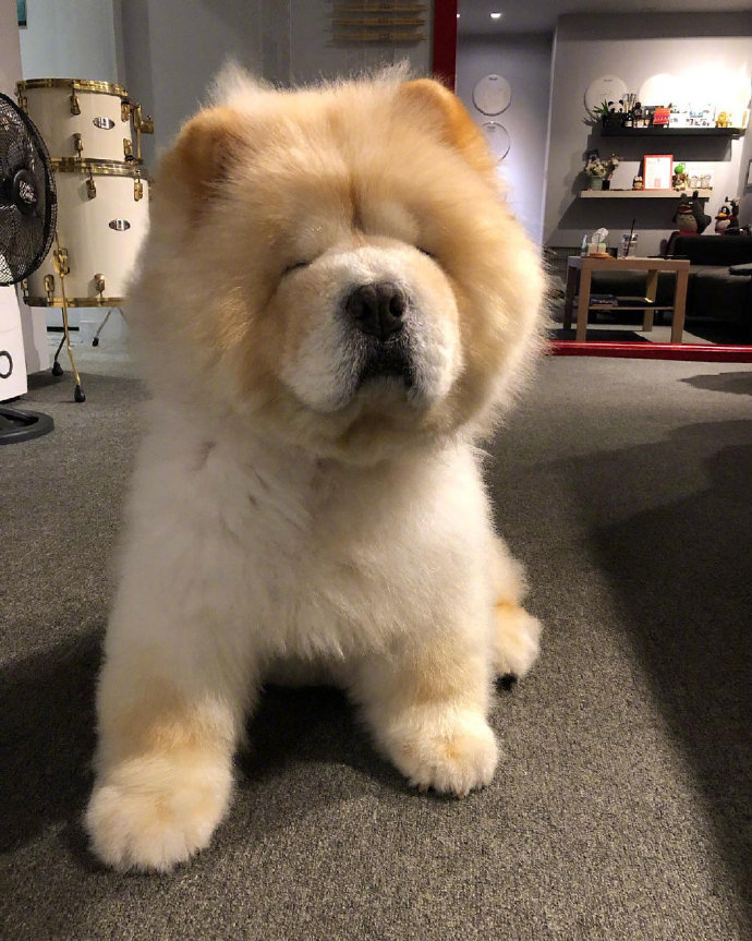 蠢萌蠢萌的萌宠松狮犬图片