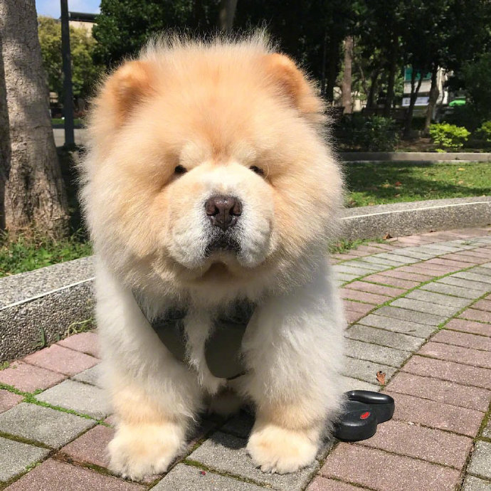 蠢萌蠢萌的萌宠松狮犬图片