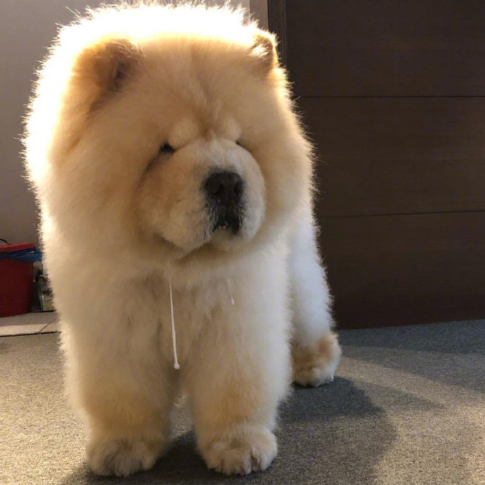 蠢萌蠢萌的萌宠松狮犬图片