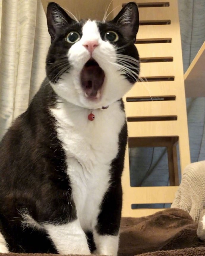 胖胖猫咪图片 萌宠喵星人图片