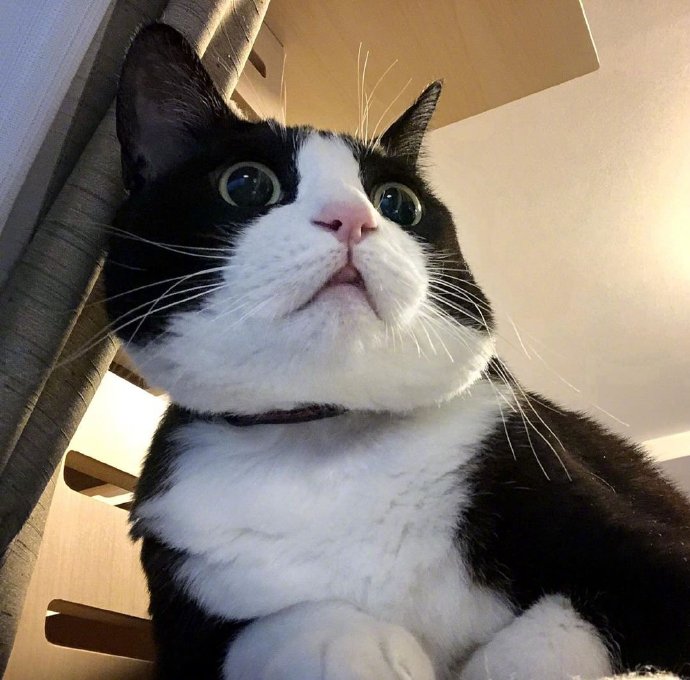 胖胖猫咪图片 萌宠喵星人图片