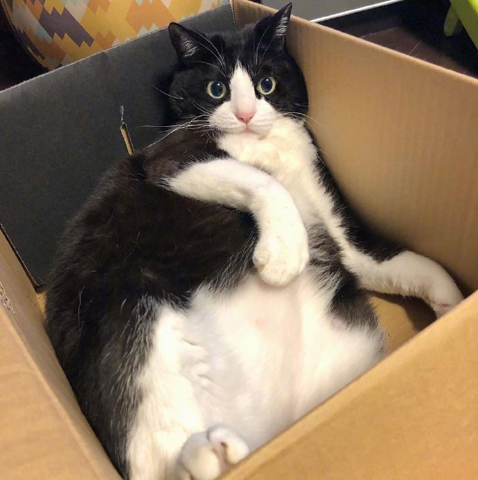 胖胖猫咪图片 萌宠喵星人图片