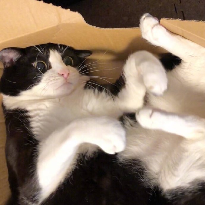 胖胖猫咪图片 萌宠喵星人图片