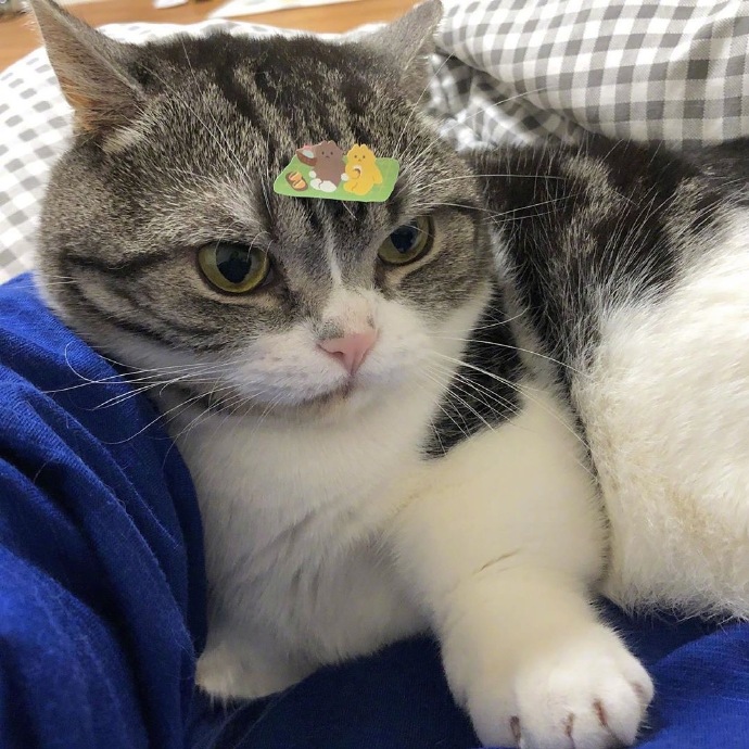 可爱猫咪图片 不开心的小猫咪图片