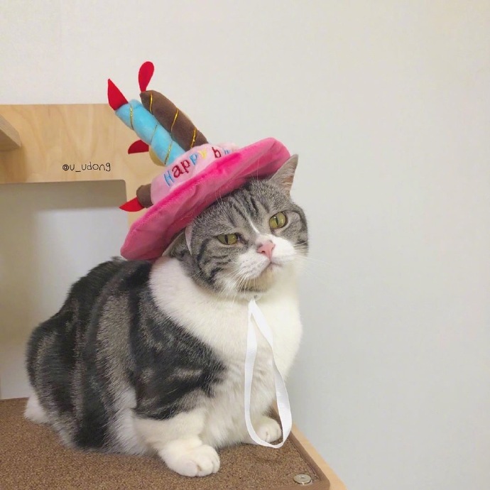 可爱猫咪图片 不开心的小猫咪图片