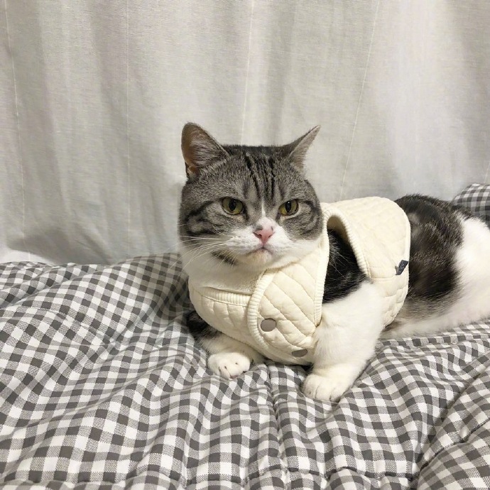 可爱猫咪图片 不开心的小猫咪图片