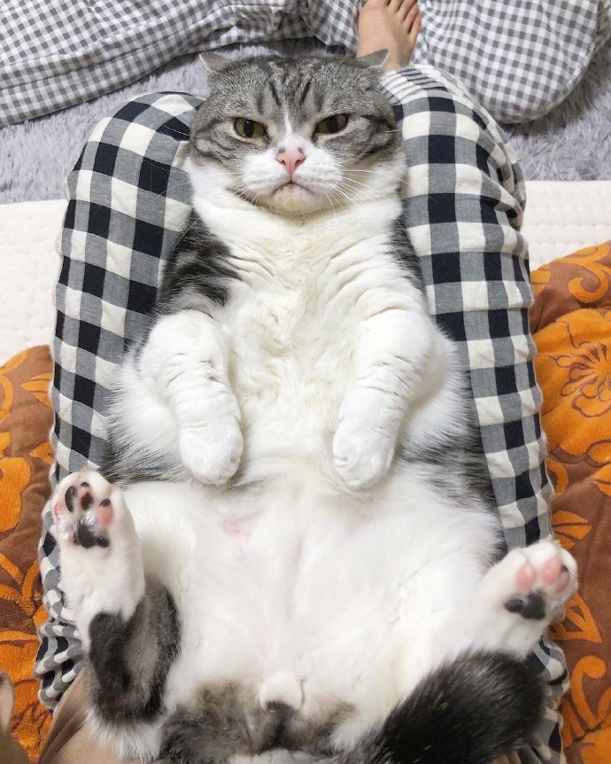 可爱猫咪图片 不开心的小猫咪图片