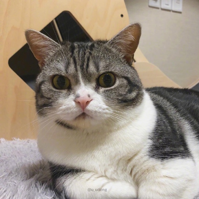 可爱猫咪图片 不开心的小猫咪图片