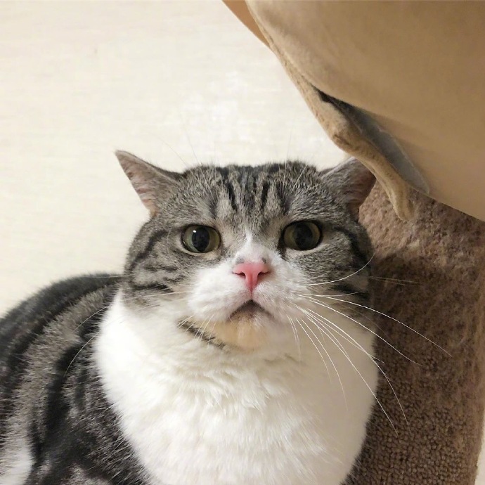 可爱猫咪图片 不开心的小猫咪图片