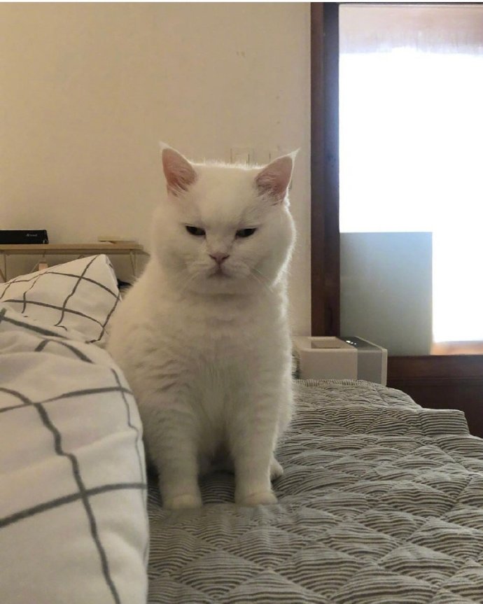 白色可爱猫咪图片 犯困的喵星人图片