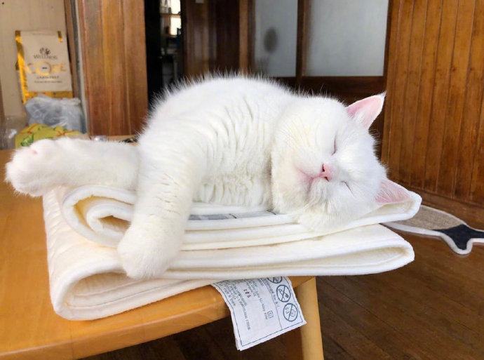 白色可爱猫咪图片 犯困的喵星人图片