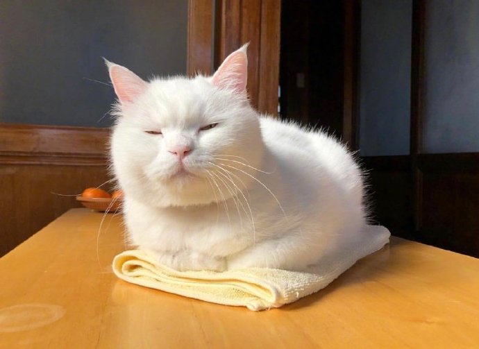 白色可爱猫咪图片 犯困的喵星人图片