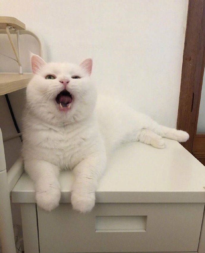 白色可爱猫咪图片 犯困的喵星人图片