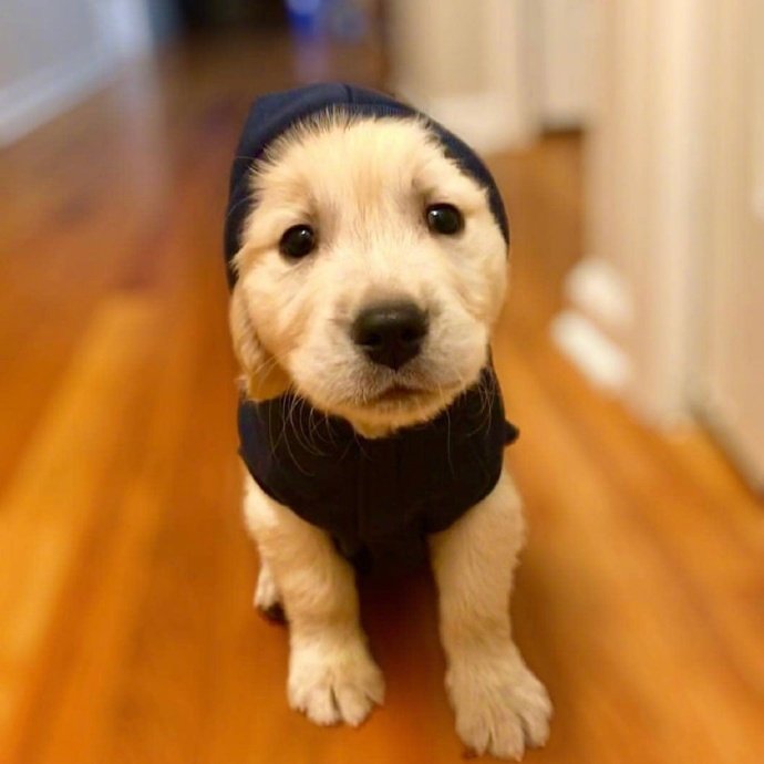 宠物狗狗图片 奶萌奶萌的小金毛犬图片