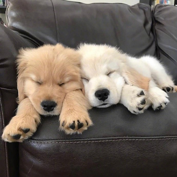 宠物狗狗图片 奶萌奶萌的小金毛犬图片