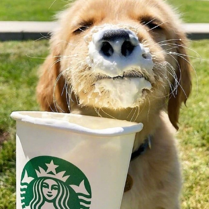 宠物狗狗图片 奶萌奶萌的小金毛犬图片