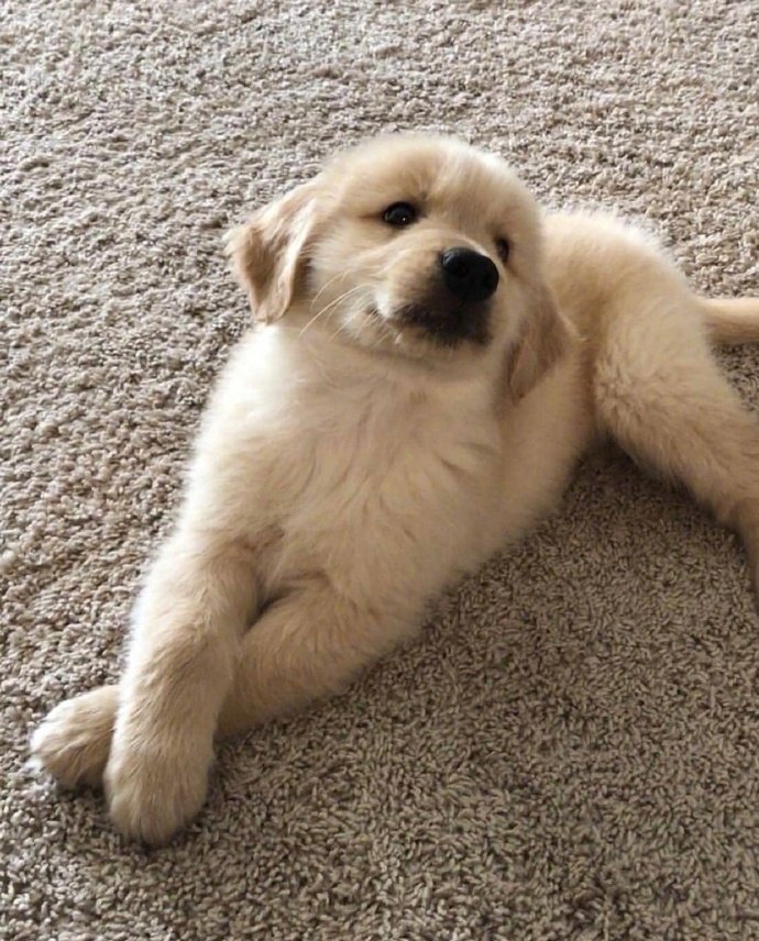 宠物狗狗图片 奶萌奶萌的小金毛犬图片