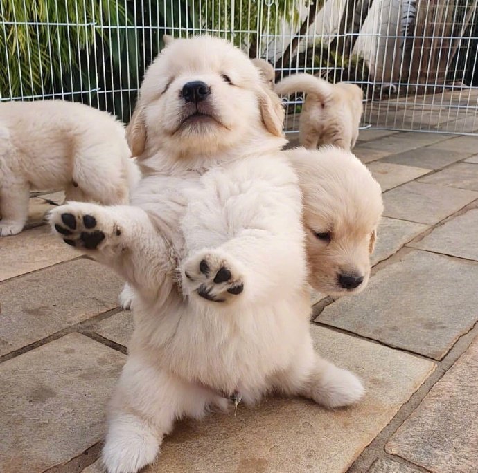 宠物狗狗图片 奶萌奶萌的小金毛犬图片