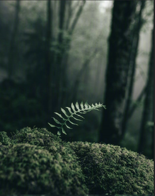 绿色森林图片 暮色森林风景图片
